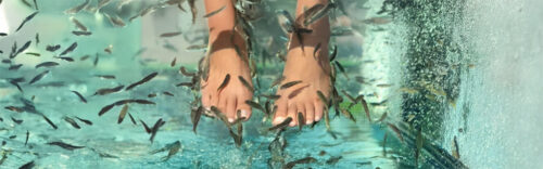 Kangalfischpediküre - Knabber Spa