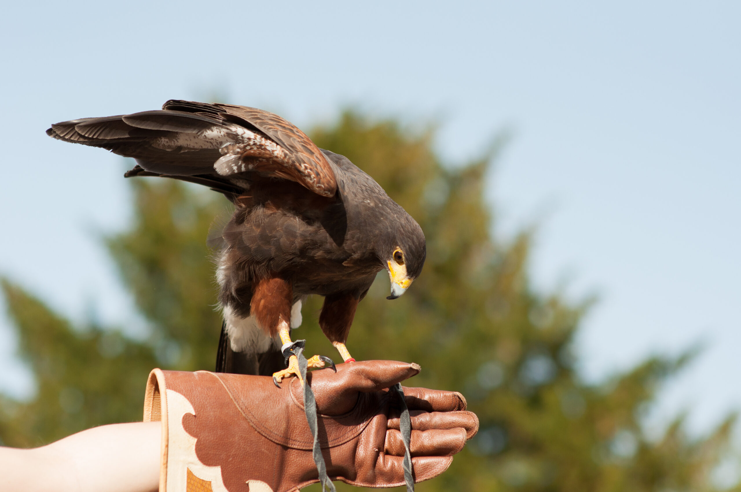 Greifvogel auf Falknerhandschuh bei einer Flugshow der Falknerei Skyhunters in Frechen