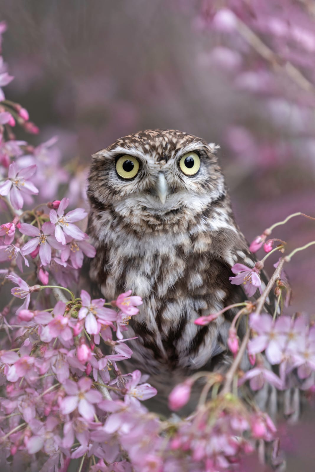Kleine Eule sitzt inmitten zartrosa Blüten – aufgenommen bei der Falknerei Skyhunters in Frechen