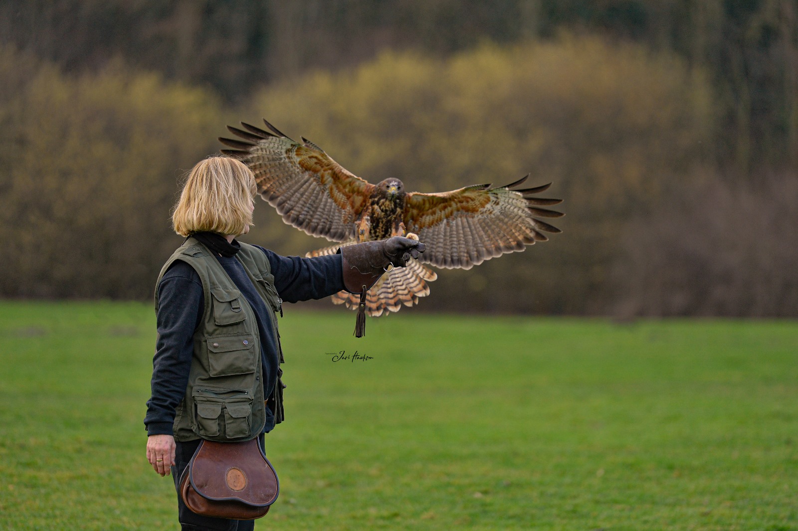 Falknerin im Grünen mit ausgestrecktem Arm bei der Landung eines Harris Hawks bei der Falknerei Skyhunters