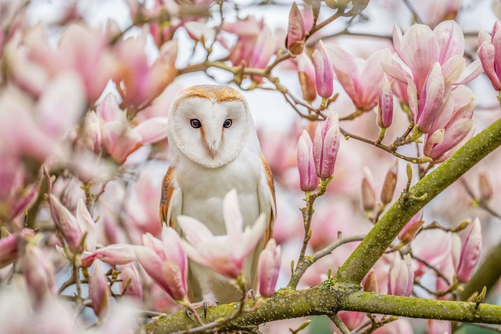 Schleiereule sitzt zwischen rosa blühenden Magnolienzweigen – aufgenommen bei der Falknerei Skyhunters in Frechen