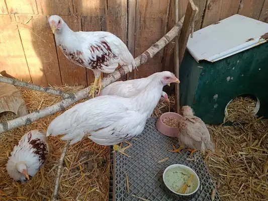 Mehrere  Hühner im Strohgehege des Gnadenhofs Wattenscheid, mit Futterstelle und Holzunterschlupf