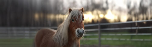 Pony-Erlebnis für bis zu 2 Kinder mit personalisiertem Schlüsselanhänger​