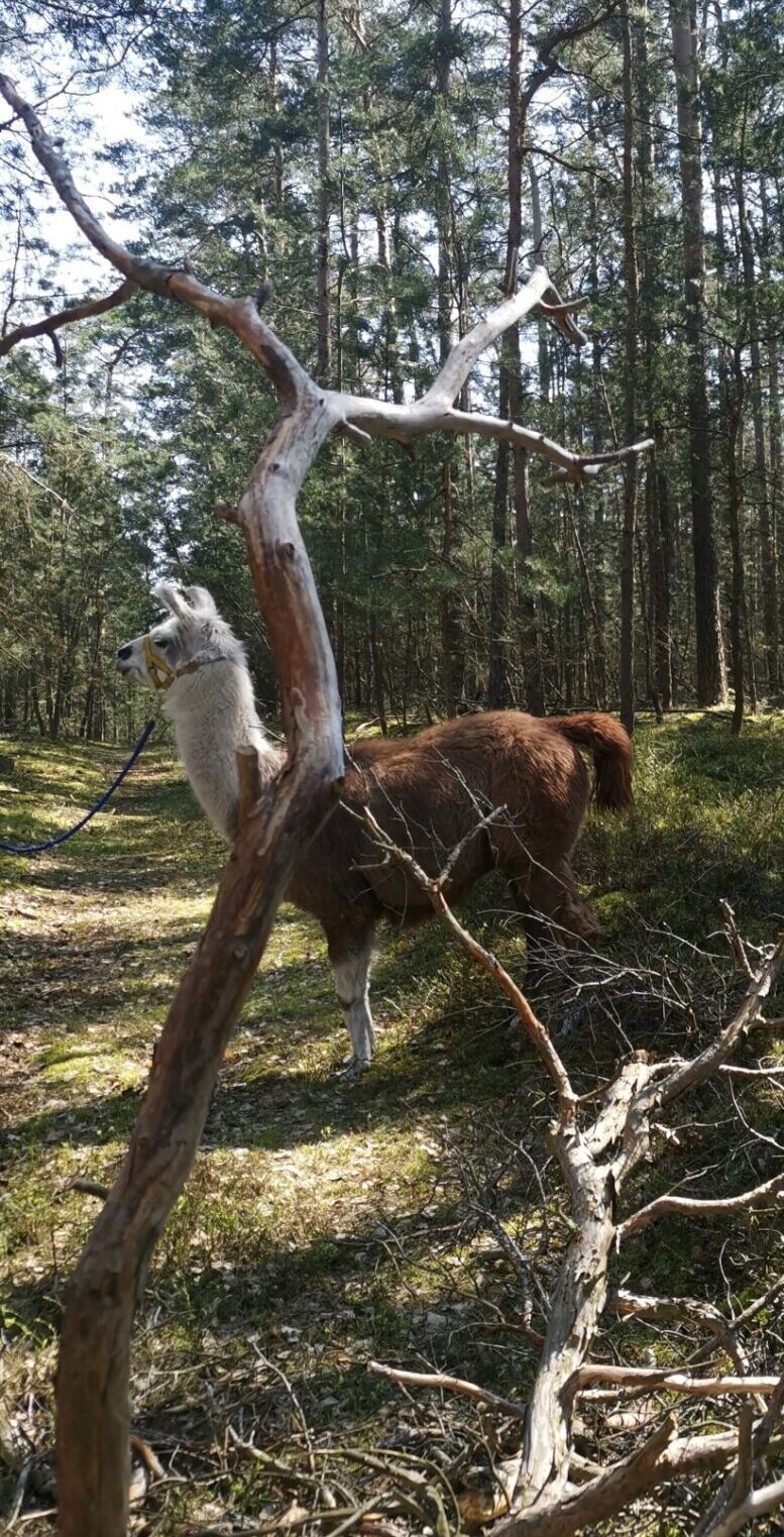 Lama in waldreicher Umgebung beim Lamatrekking Heideblick