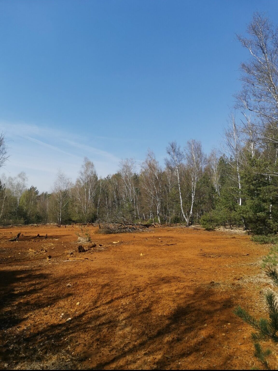 Weite Moorlandschaft mit rötlichem Boden und Birken im Lamatrekking-Gebiet Heideblick