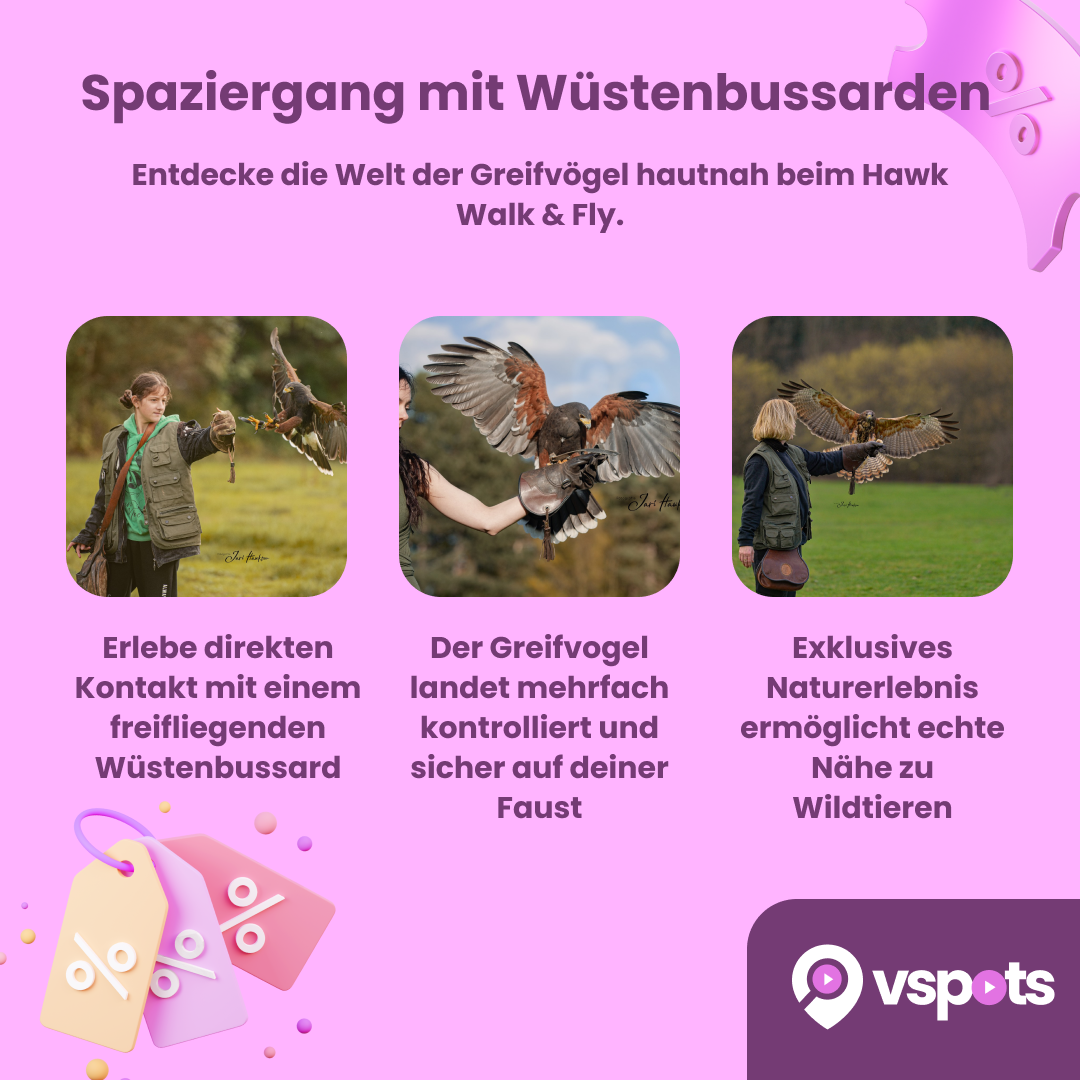 Spaziergang mit freifliegenden Wüstenbussarden (Hawk Walk & Fly) – Bild 6